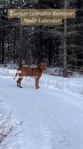 Élevage de Labradors Retrievers. Nadir Labrador. Mâle reproducteurs redfox. #labradorretriever #nadirlabrador #élevageéthique #labradorredfox #redfoxlab #élevageéthique #labradorlover