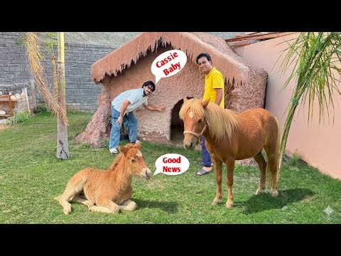 Good News || Finally Cassie 🐴 Ne baby De Diya Mini Zoo Main || Shehr Main Dihat