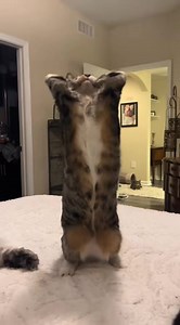 Adorable Cats in Action: Must-See Cat Videos