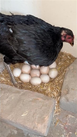 amazing black hen in eggs #shorts