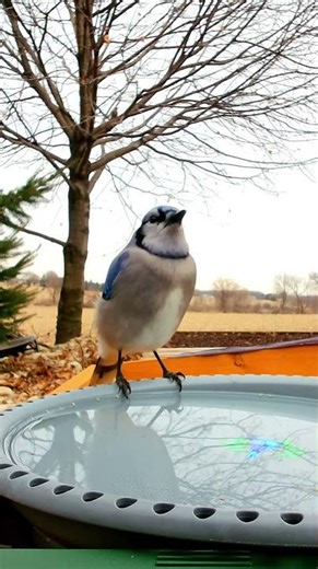 Water break - Blue jay #birds #birdbaths #wildbirds #birdwatching #wildlife