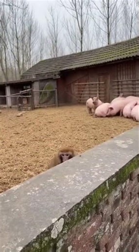 When a Monkey Uses Cymbals as an Alarm! 🤣 Waking Up Has Never Been This Funny