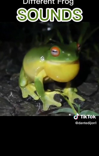 Different Sounds of Frogs: Frog Noises, Tree Frog Sounds, Amphibians