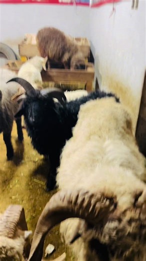 Unique Characteristics of VIP Four-Horned Sheep