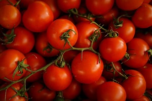 Tomato Wholesale Suppliers