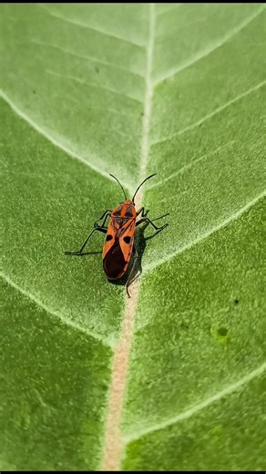 🐞 How To Use Pro Mode In Mobile Camera 🤯 | Macro Photography 📱🔥