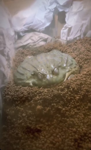 African Bullfrog Pyxicephalus adspersus #frogs #蛙