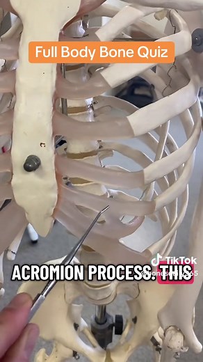 Full Body Bone Quiz: Test Your Anatomy Knowledge