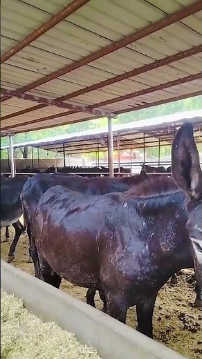 Donkey Care and Training Advice for Beginners and Experts Alike