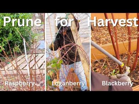 Prune Raspberries, Loganberry & Blackberry Correctly for Bigger Harvests + Fig Tree & Kale Planting