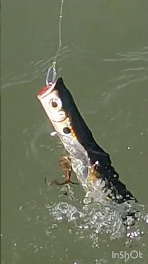 Spring BLUEFISH Surf Fishing: Try a Popper, They Great #bluefishing #topwaterlures #bluefish #fyp