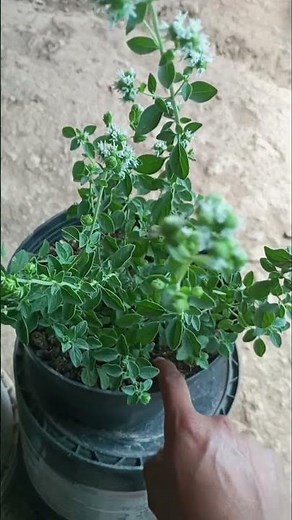 How to CARE for your OREGANO plant #tips #oregano #flowers #gardening