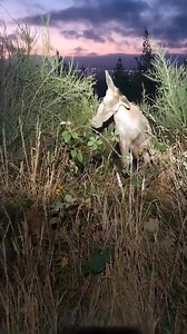 Escapada de un predador extraño / #mxahora | Noticias E