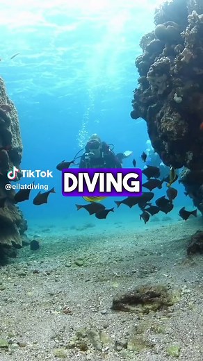 Diving is like a meditation; it’s a chance to be completely present, to immerse oneself in the here and now, surrounded by the beauty of the underwater world. Every dive is a voyage of discovery, a chance to witness the dance of life in the most vibrant theater on Earth. Dive in with Manta diving center and uncover the secrets of the sea. #scubadiving #diving #underwater #ocean #sea #dive #scubadiver #scubalife #underwaterphotography #marinelife #underwaterworld #redsea #israel #eilat