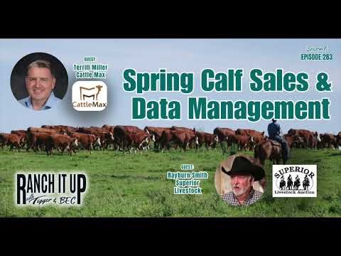 Spring Calf Sales Begin & Data Management with CattleMax