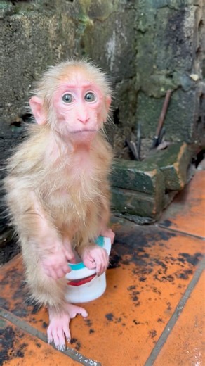 The monkey is sitting on the toilet.