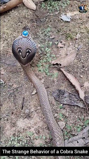 The Strange Behavior of a Cobra Snake #snake #wildliferescue #wildlifeentertainment