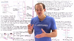 Countercurrent Multiplier System and Loop of Henle