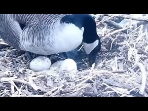 Decorah Geese~Goose Lays Egg#3 in Abandoned Eagle Nest-N2B-UP Close View_3.25.3