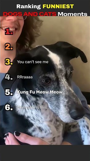 Ranking Funniest Dogs and Cats Moments