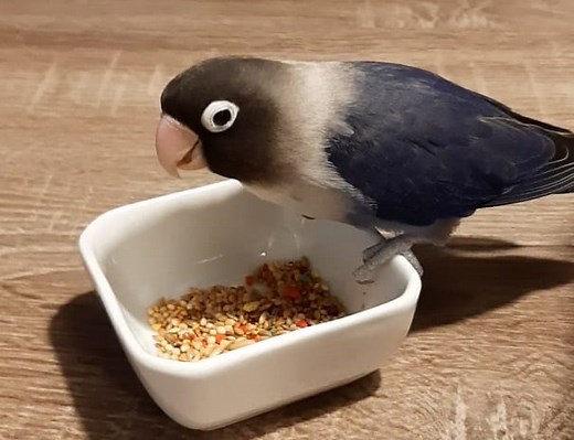 A list of safe fruits, vegetables and more for lovebirds - Lovebirbs