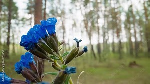 Common lungwort plant grows in spring wood. Flowers with bright blue petals rise up reaching towards sun. Forest environment on blurred background Stock Video