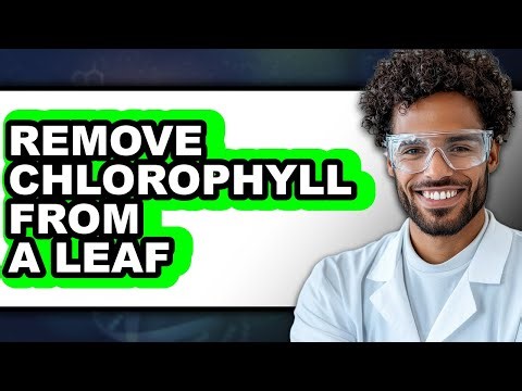 How to Remove Chlorophyll from a Leaf (Only Way)