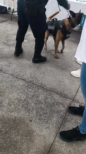 Ya lo vi jefe - Perro Policía