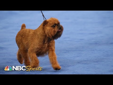 National Dog Show 2017: Best in Show (Full Judging) | NBC Sports