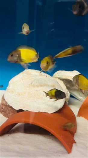 🚨 #Ikola #Tropheus Kaiser k1 | Absolute Cichlids
