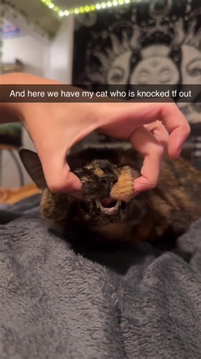 Don’t worry she eventually woke up, most tolerant cat ever when asleep and awake😂#fyp #cat #funnycat #viral #sleepycat