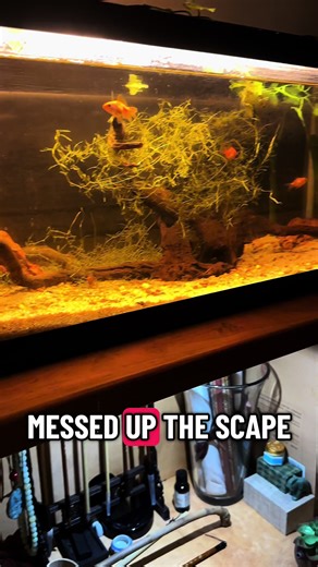 Kids always find a way to make a mess 🤦‍♂️ #goldfish #fishkeeping #aquariums #fishtok