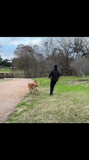 How I train dogs to STOP PULLING on leash ❌ Check out our FREE 1-hour tutorial on YouTube. (Just search “Hamilton Loose Leash Walking” on YouTube, you’ll find it.) We’ve done this on over 500 dogs with a 100% success rate. It actually works, I promise.