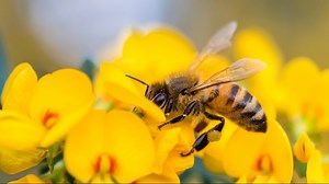 WSU researchers develop material that could save honey bees