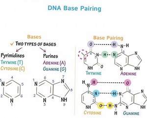 Chemistry Help on Reels