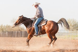 3 Best Horse Breeds for Reining in the Ribbons - Horse Rookie