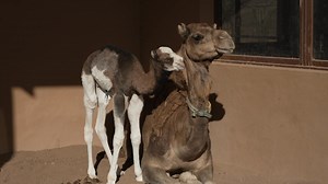 🐪🐪 Amanecer y Tacho nacieron en la noche de Reyes en partos naturales sin complicaciones 🌅🌅 Pesaron 36 y 35 kilos respectivamente y se encuentran en perfecto estado de salud #OndaFuerteventura #Fuerteventura #10AñosContigo #Camellos #Nacimientos Oasis Wildlife Fuerteventura #RazaAutóctona | Onda Fuerteventura