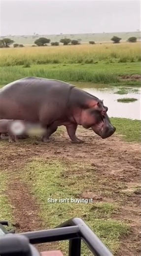 Hyena Pretends to Play—Mother Hippo Reacts Instantly 🦛⚠️ #Wildlife #Nature