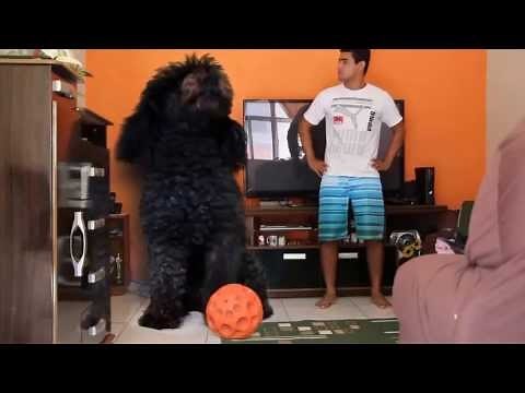 O maior poodle do mundo (The Biggest Poodle of the World)