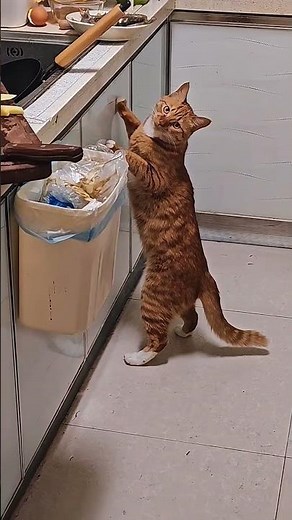 Orange Cat Waiting for a Falling Snack | Funny Cat #shorts #cat #cat #funnycat