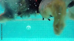 Two Dogs Swimming Underwater In Pool With Funny Paws. Slow Motion. HD, 1920x1080.