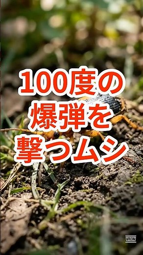 【最強昆虫】カエルの胃袋から爆発して生還します。 ミイデラゴミムシの生態#昆虫 #雑学 #ミイデラゴミムシ