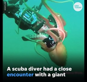 Giant octopus grabs scuba diver's camera