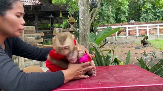 Adorable Baby Monkeys Caught in the Cutest Playtime Moments
