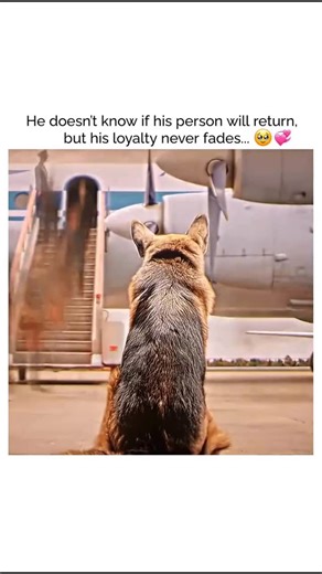 MOVIES ERA on Instagram: "🐶 A Dog Named Palma (2021) 🎭 Genre: Family • Drama ⏳ Runtime: 1h 50m ⭐ IMDb: 7.1/10 📖 Overview: Based on a true story, the film follows Palma, a loyal dog who waits at an airport for her owner who never returns. Over time, she forms a special bond with a young boy and his family. A touching story of loyalty, hope, and unconditional love that shows how animals can change lives forever."