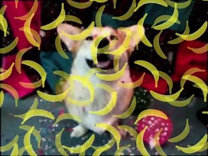 That feel when you're trying to smash a solo banana, but doggo is a good boy... | Australian Bananas