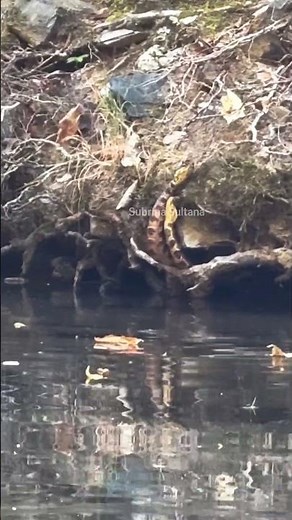 “Mysterious Water Behavior of Snakes in the Wild”