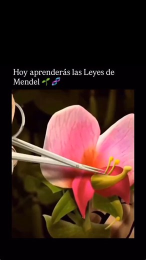 La Ciencia Dice on Instagram: "Los rasgos que heredas —el color de los ojos, la forma del cabello, ciertas características físicas— no se transmiten al azar. Esa idea, que hoy parece obvia, fue una revolución hace poco más de 150 años. El primero en demostrarlo fue Gregor Mendel, un monje que, lejos de los grandes laboratorios, pasó años cruzando plantas de guisantes y registrando resultados con una precisión obsesiva. Mendel notó algo sorprendente: algunos rasgos desaparecían en una generación 