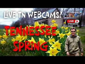 NEW! Baby Eagle Cam! LIVE Webcams in the Smokies! - Explore Tennessee