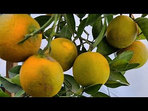 fertilizante organico para naranjas y así cosechar en menos tiempo